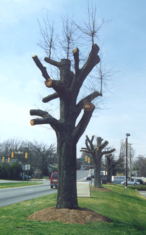 Topped_oak Example of topped oak tree