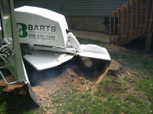 Grinding Oak Stump Grinding stump