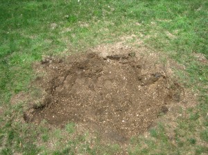 After grinding After grinding stump and major roots additionally chips have been removed