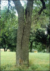 Crack This crack is a high hazard situation caused by codominant trunk growth