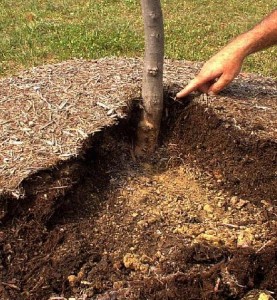 Mulch should not be touching the trunk