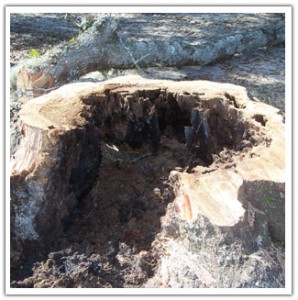 Trunk Rot Trunk rot