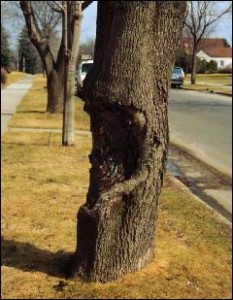Canker This large canker most likely caused from an impact with the trunk can seriously weaken the trunk.