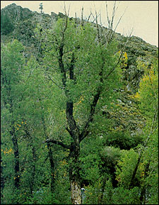 defective crown Tree with dead branches in crown
