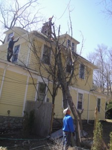 Removing tree from roof Removing tree from roof