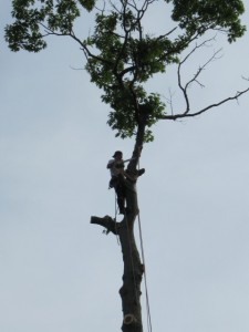 Topping out oak for removal