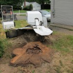 Ready to grind 65 inch oak stump in Norwalk Barts stump grinder ready to remove 65 inch oak stump in Norwalk