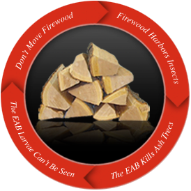 firewood firewood