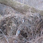 IMG_0002