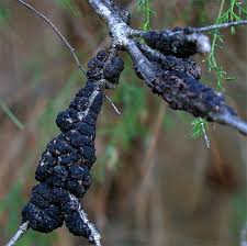 black knot