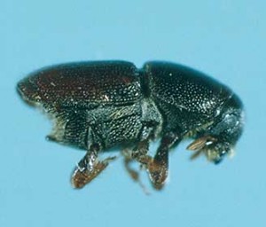 Smaller european elm bark beetle