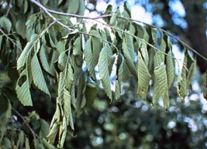 Flagging elm branch - a symptom of dutch elm disease