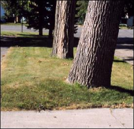 The mound at the base of this tree indicates that the tree has recently begun to lean, and may soon fail.