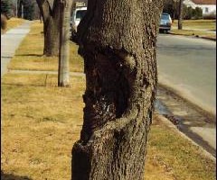 This large canker most likely caused from an impact with the trunk can seriously weaken the trunk.